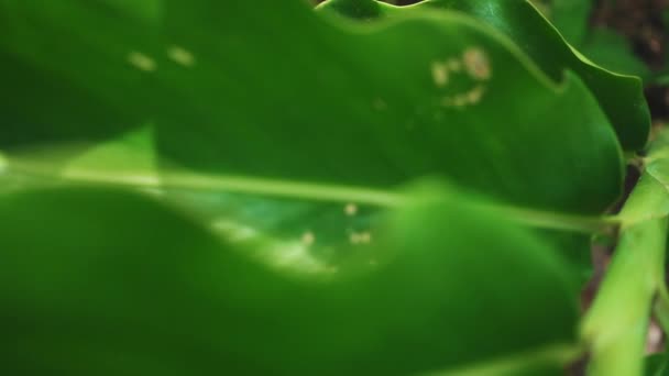 Close View Textured Green Leaves Plant Slow Motion — Video Stock