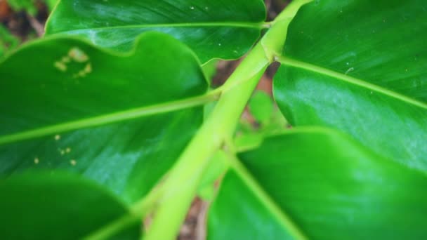 View Close Plants Leaves Insect Walking Slow Motion — Stockvideo