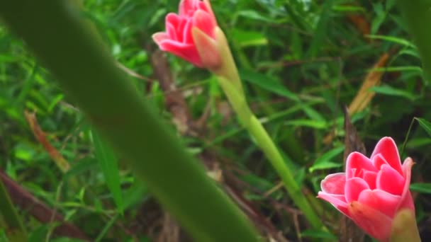 Close View Green Plants Pink Flowers Garden — ストック動画