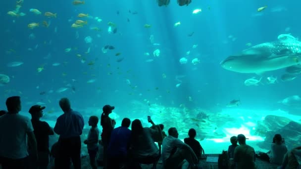 Whale Shark Georgia Aquarium — 图库视频影像