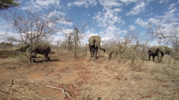 Herd Elephant Feeding Trees Dry Winter Conditions Scattered Clouds Them — Video Stock