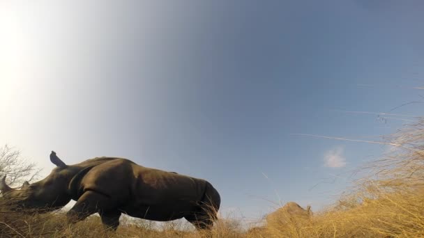 Southern White Rhino Grazing Wild Sunny Day Turns His Backside — Wideo stockowe