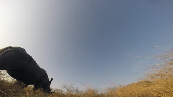 Ground Level Perspective Southern White Rhino Grazing Sunny Day Greater — Video