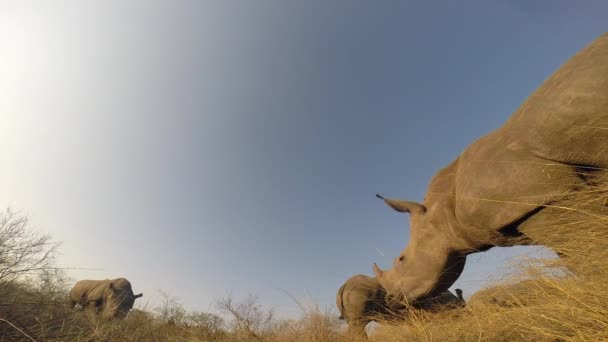 Southern White Rhino Grazing Peacefully Sunny Day One Individual Moves — Vídeo de stock