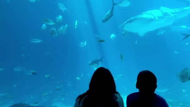 Mother Son Watching Georgia Aquarium — Vídeo de Stock
