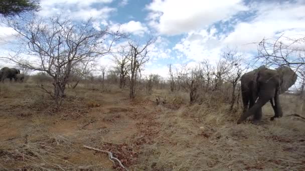 Elephant Walks Right Left Frame Hidden Gopro Greater Kruger National — Video Stock