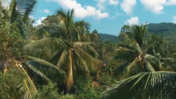 Aerial Flight Close Palm Tree Leaves Tropical Island — Vídeos de Stock