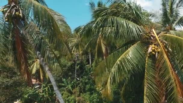 Aerial Flight Tropical Island Palm Trees — Video
