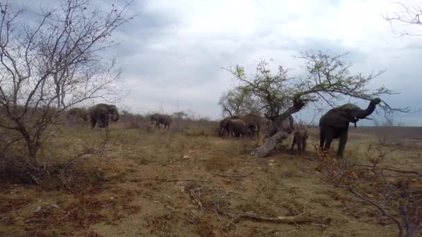 Wide Angle Shot Wild Herd Elephant Feeding Peacefully Greater Kruger — Stock videók