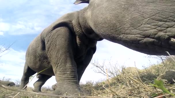 Exreme Close Southern White Rhino Feeding Wild Wide Angle Shot — Stock Video