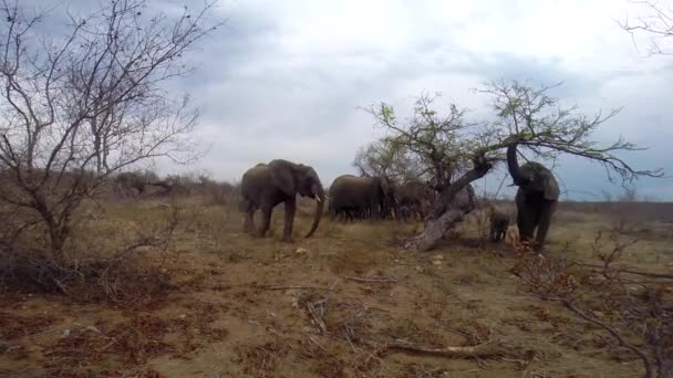 Herd Elephant Feeding Gracefully Wilderness Greater Kruger Park Wide Shot — Stockvideo