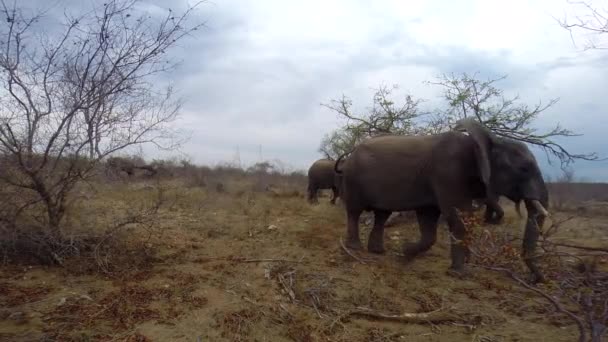 Herd African Elephant Feeding Gracefully Wilderness Greater Kruger Park Wide — Stok video