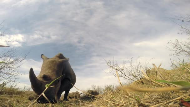 Close Low Angle View Southern White Rhino Grazing Wild Africa — 图库视频影像