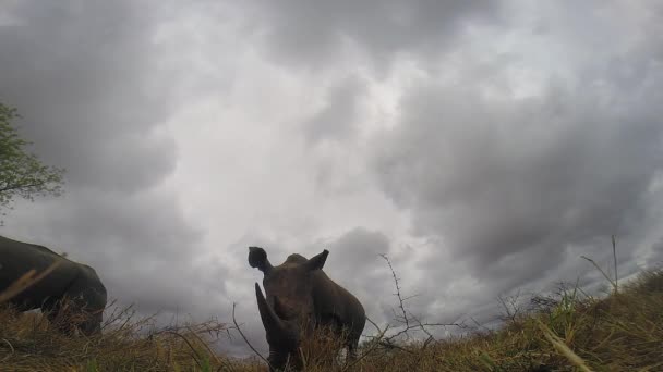 White Rhino Grazing Action Camera Gets Pushed Its Snout Out — Video