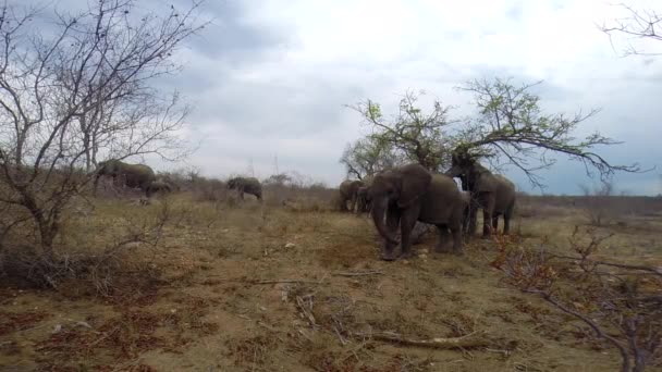 Wide Angle Footage African Elephant Moving Passed Hidden Action Camera — Stok video