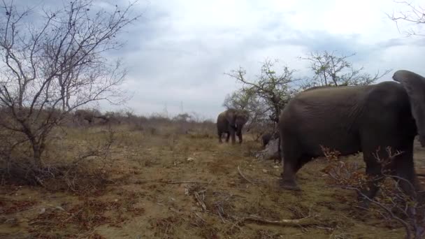 Massive Female Elephant Her Baby Passes Hidden Action Camera Wilderness — 图库视频影像