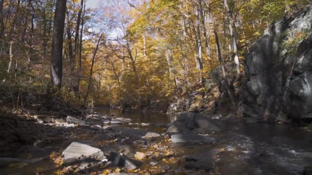 Colorful Fall Stream Autumn Leaves Falling Slow Motion Static — Stock video