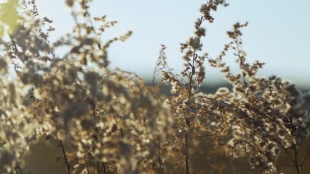 Slow Pan Left Wild Flowers Swaying Sunny Warm Field Slow — Vídeos de Stock