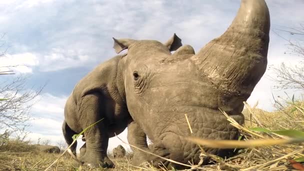 Extreme Close Southern White Rhinoceros Grazing Wild Greater Kruger National — Stockvideo