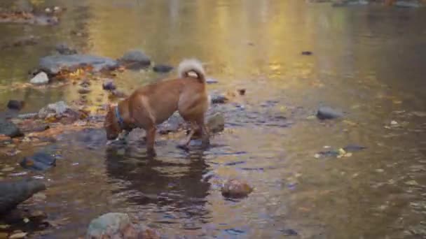 Dogs Playing Splashing Stream Autumn — Stock video