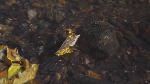 Одинарне Колоритне Осіннє Листя Плаває Вниз Річці Повільному Русі — стокове відео