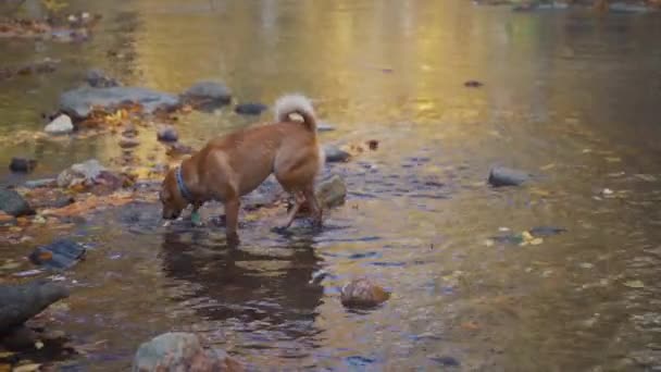 Slow Motion Dogs Playing Splashing Stream Autumn — Stock video