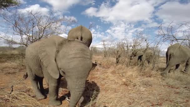 Baby Elephant Bull Curiously Inspects Action Cam Placed Tree Branch — ストック動画