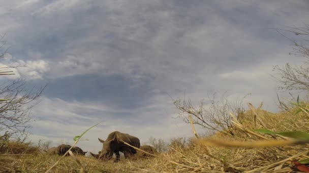 Ground Perspective Footage Southern White Rhino Grazing Wild — Vídeo de stock