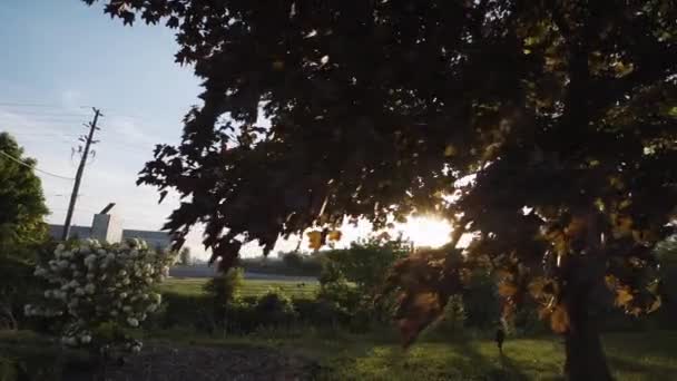 Ήλιος Λάμπει Μέσα Από Δέντρα Σούρουπο Αργή Κίνηση — Αρχείο Βίντεο