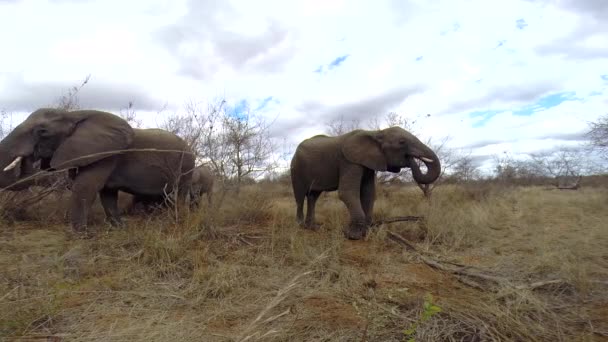 Elephant Moves Closer Hidden Camera Feeding Dry Winters Grass Captured — Stock Video