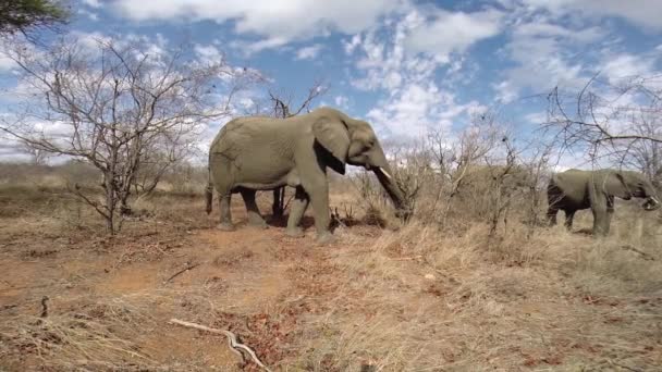 Herd African Elephant Feeding Dry Winter Conditions Beautiful Scattered Clouds — Vídeo de stock