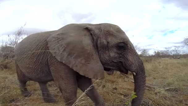 Young Elephant Walks Gopro Hidden Bush Greater Kruger National Park — Vídeos de Stock