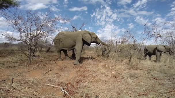 Herd African Elephant Feeding Dry Winter Conditions Beautiful Scattered Clouds — Stockvideo
