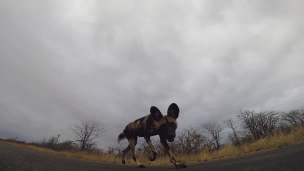 Young Endangered African Wild Dog Pup Curiously Approaches Gorpro Road — ストック動画