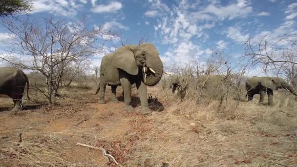 Стадо Африканских Слонов Кормится Сухих Зимних Условиях Красивыми Рассеянными Облаками — стоковое видео