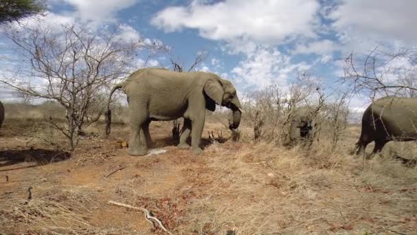 Стадо Африканских Слонов Кормится Сухих Зимних Условиях Красивыми Рассеянными Облаками — стоковое видео