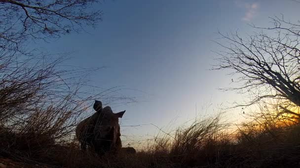 Unique Footage Southern White Rhinoceros Moving Passed Hidden Cam Dusk — Vídeo de stock