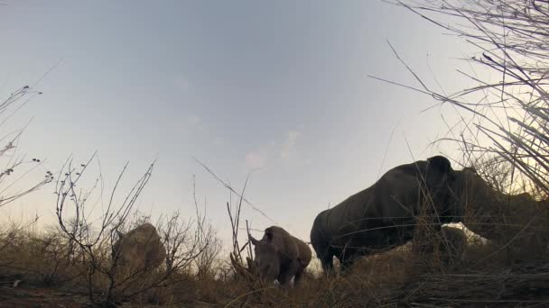 Southern White Rhino Grazing Passed Hidden Ground Camera Dusk Wilderness — 图库视频影像