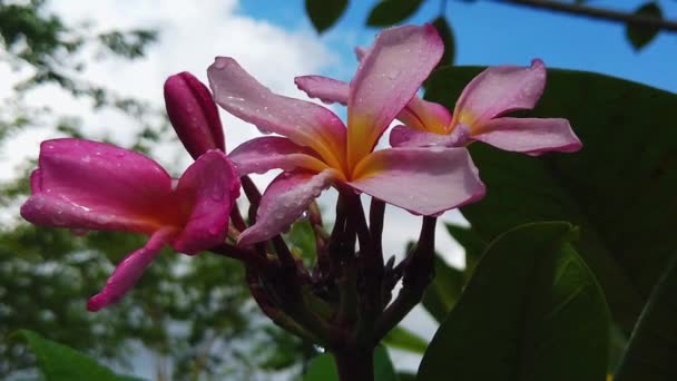Close Shot Pink Plumeria Rain Drops Petals Blue Cloudy Sky — Stockvideo