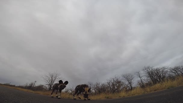 Young African Wild Dog Pups Curiously Approaches Gopro Cam Road — 비디오