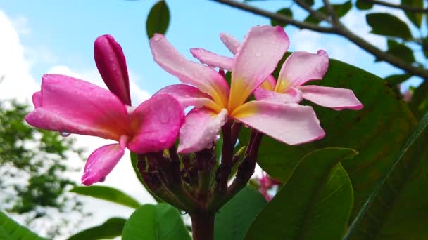 Wide Shot Pink Plumeria Melia Flower Rain Drops Green Leaves — Vídeo de stock