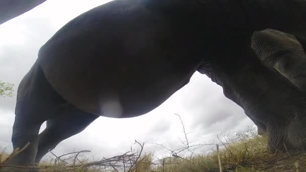 Crash Southern White Rhinos Casually Grazes Very Close Gopro Ground — Vídeo de stock