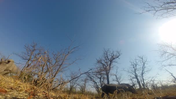 Crash Southern White Rhino Gracefully Moves Gopro Camera Placed African — ストック動画