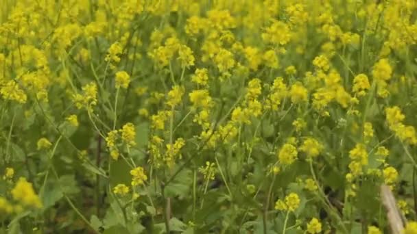 Beautiful Yellow Flowers Grassland Field — Wideo stockowe
