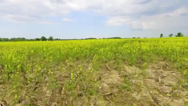 Drone Flying Low Green Yellow Crop Field — Video Stock