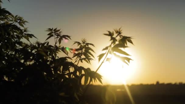 Large Plant Blowing Breeze Beautiful Sunset — 비디오