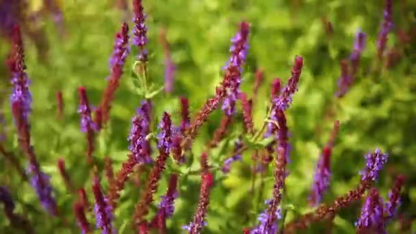 Фиолетово Красное Растение Саду — стоковое видео