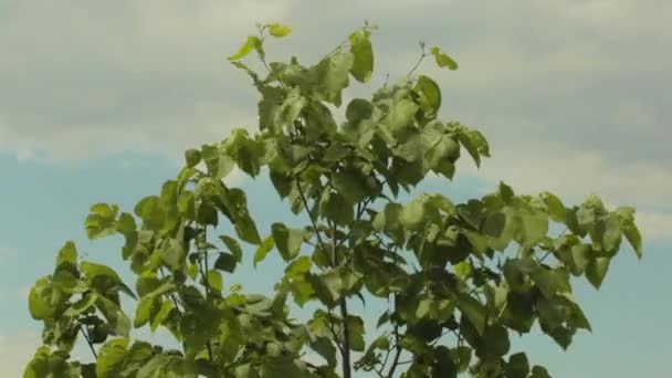 Droopy Tree Blowing Breeze — стоковое видео