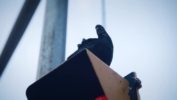 Black Pigeon Perched Streetlight Downtown — Vídeo de Stock
