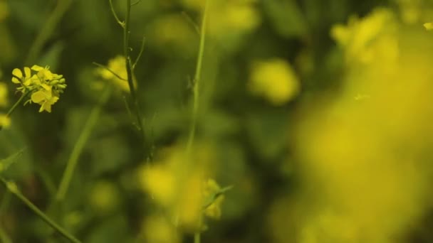 Macro Shot Beautiful Yellow Flower Field — Vídeo de Stock